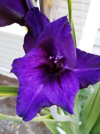 Close-up of purple iris blooming outdoors