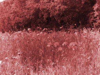 Full frame shot of pink flowers