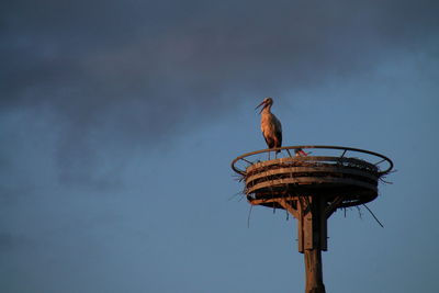 Low angle view of storks in nest against sky