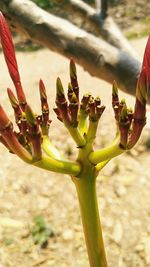 Close-up of plant