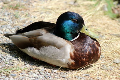 Close-up of mallard duck on field