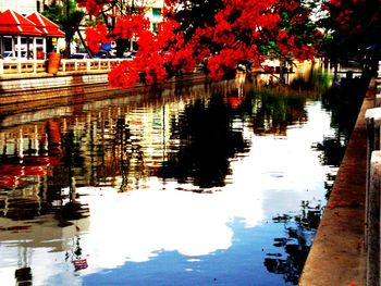Reflection of trees in water