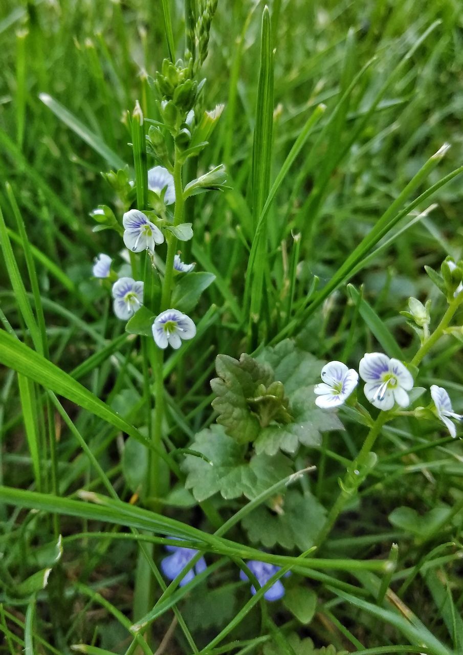 CLOSE-UP OF PURPLE FLOWERING PLANT