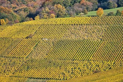 High angle view of yellow crop in field