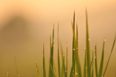 Close-up of water drops on grass