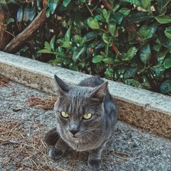 Portrait of tabby cat on plant