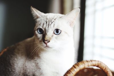 Close-up portrait of cat at home