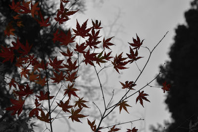 Low angle view of autumnal tree against sky