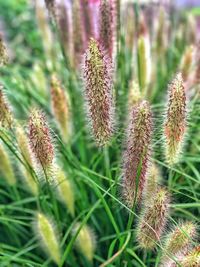 Close-up of flowering plant on field