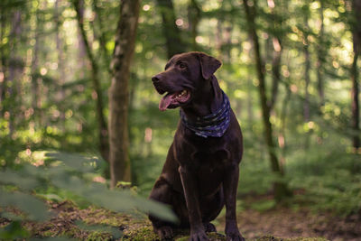 Dog looking away in forest