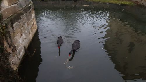 High angle view of ducks swimming in lake