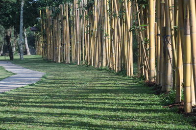 Yelow bamboo