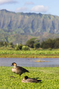 Duck on a lake