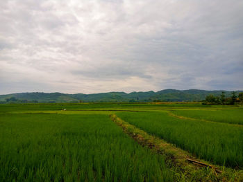 Scenic view of agricultural field against sky