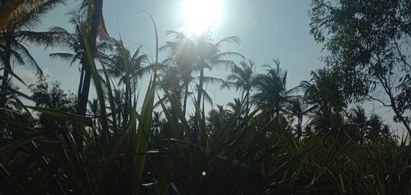 Plants growing on land against sky