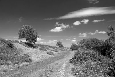 Trees on field against sky