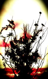 Close-up of plant against sky at sunset