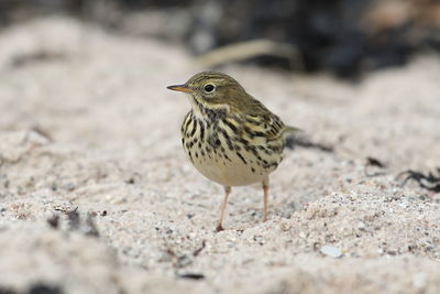 Close-up of a bird perching on a field