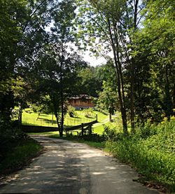 Empty footpath amidst trees