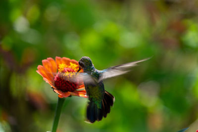 Close-up of insect on flower