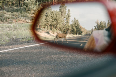 Cat sitting on road seen through car windshield