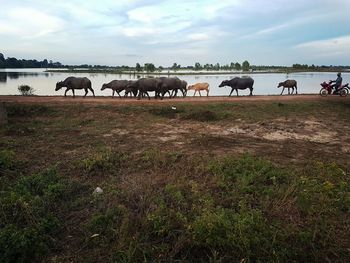 Cows grazing on field against sky