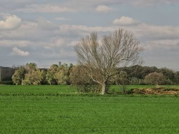 Trees on field against sky