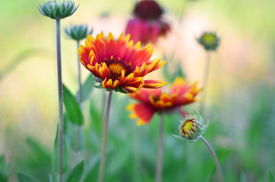 Close-up of insect on flower