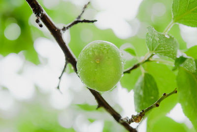 Close-up of raindrops on tree