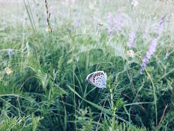 Close-up of insect on grass