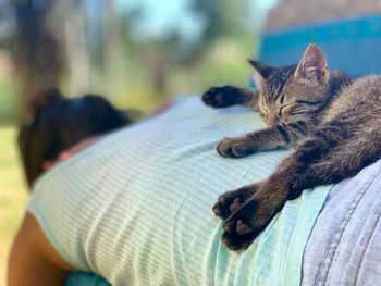 Cat sleeping on bed