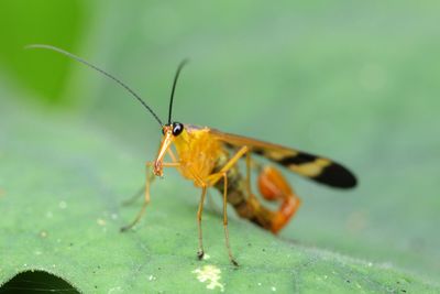 Close-up of insect