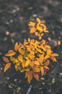 Close-up of yellow flowering plant