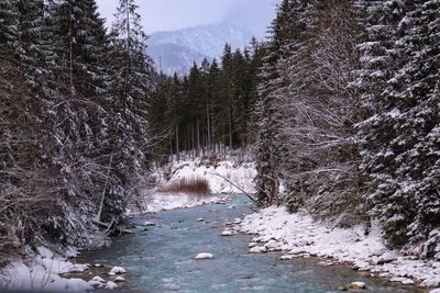 River amidst trees in forest during winter