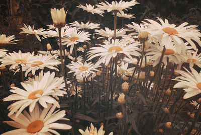 Close-up of white daisy flowers