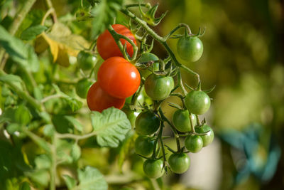 Close-up of tomatoes on tree