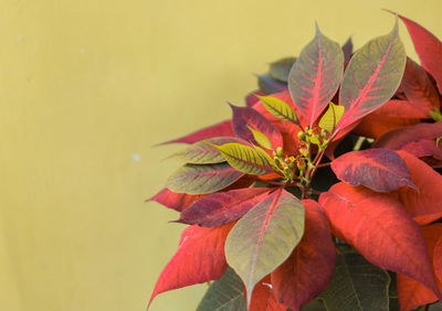 Close-up of autumn leaves