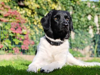 Portrait of dog relaxing on field