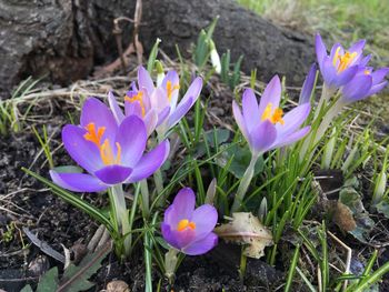 Close-up of purple crocus flowers on field