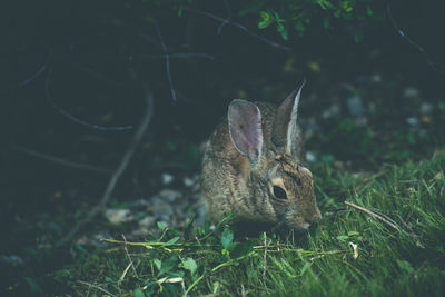 High angle view of rabbit on grass