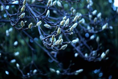 Flower buds growing on tree