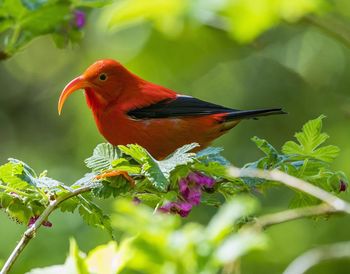 Close-up of a bird perching on plant