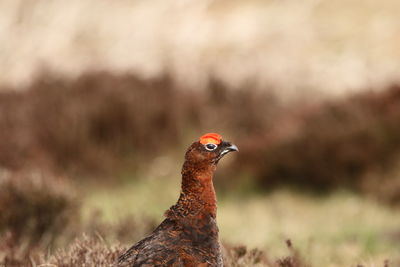 Close-up of a red grouse