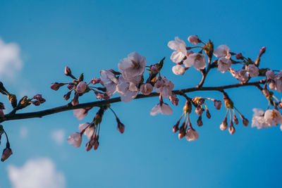 Low angle view of cherry blossoms against blue sky