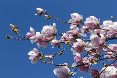 Blooming magnolia flowers in spring