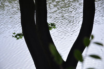 Close-up of plant