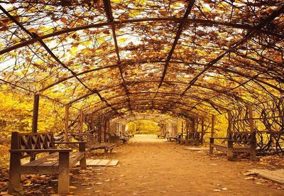 Empty road amidst trees in park during autumn