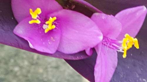 Close-up of water lily blooming outdoors