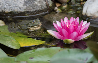 Close-up of lotus water lily in pond