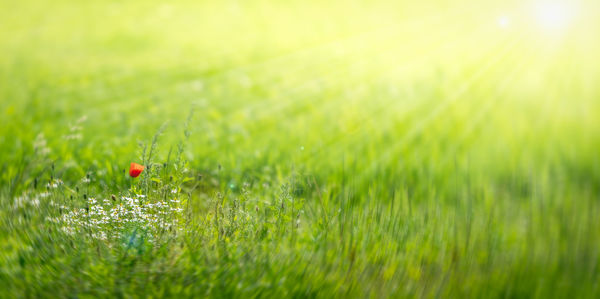 Close-up of wet grass on field